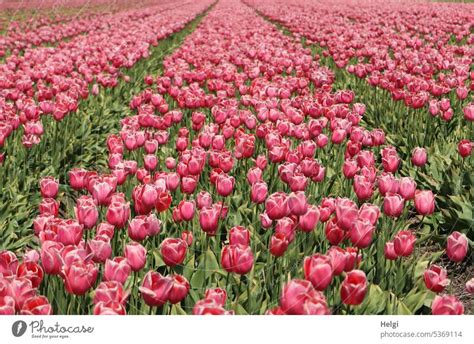 blühendes Tulpenfeld in den Niederlanden ein lizenzfreies Stock Foto