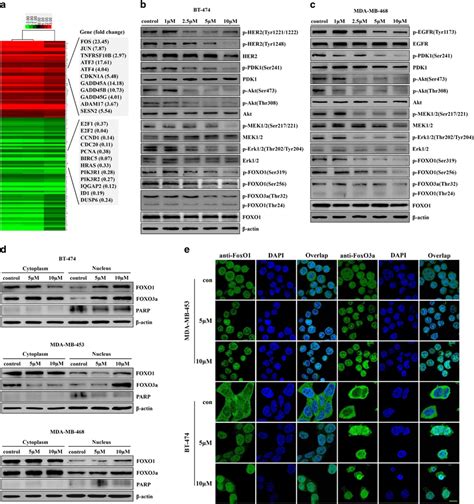 A Inhibited Egfr Her Tyrosine Phosphorylation And Downstream