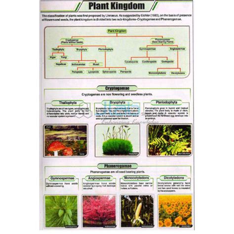 Plant Kingdom Chart India, Manufacturers, Suppliers & Exporters in India