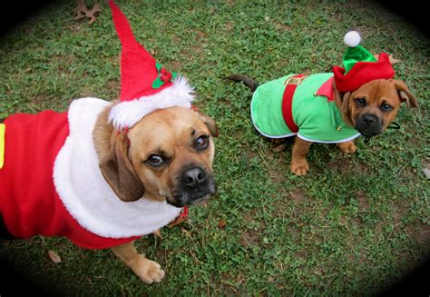 Puggle Pups Tiere