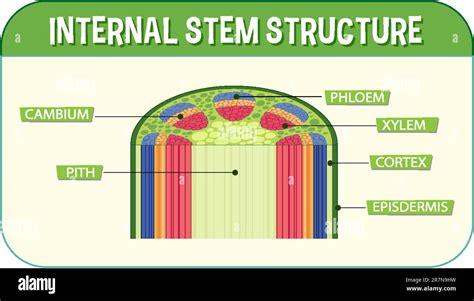 Internal Structure Of Stem Diagram Illustration Stock Vector Image