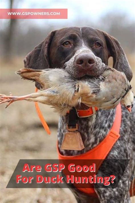 Are German Shorthaired Pointers Good For Duck Hunting? – GSP Owners