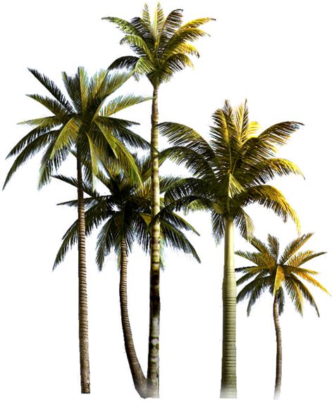 Download Png Format Palm Trees Png Transparent Png Vhv