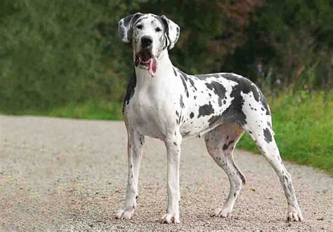 What Kind Of Health Problems Do Great Danes Have