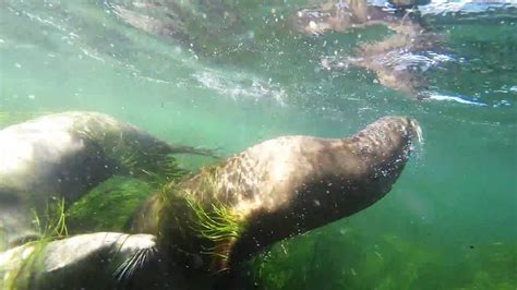 La Jolla Cove Snorkeling Kayaking Alley