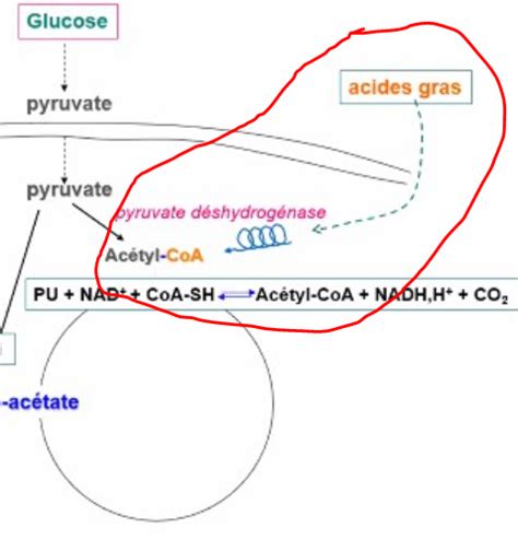 Beta Oxydation UE1 Biochimie Tutorat Associatif Toulousain