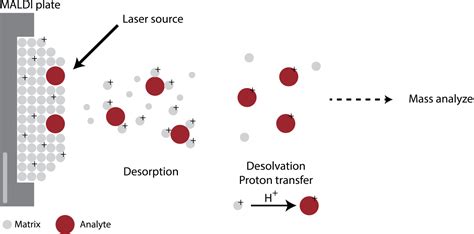 Figure From Comprehensive Overview Of Bottom Up Proteomics Using Mass