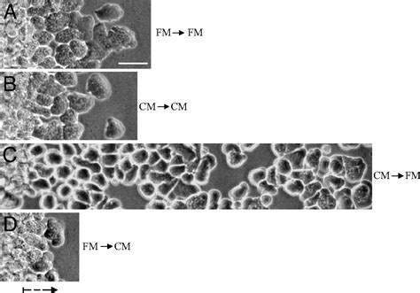 Entamoeba Histolytica Cell Movement A Central Role For Self Generated Chemokines And