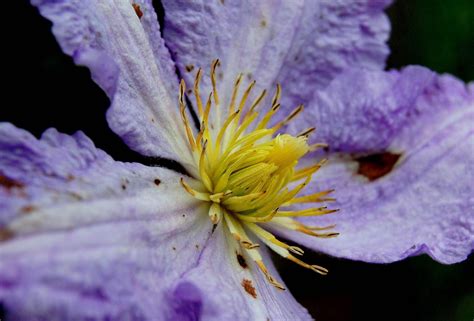 Fotos gratis naturaleza fotografía púrpura pétalo polen flora