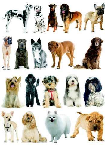 Différentes Races De Chiens De Petite Taille Partager Taille Bonne