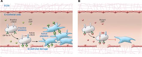 Figure 1 From Thrombocytopathy And Type 2b Von Willebrand Disease Semantic Scholar