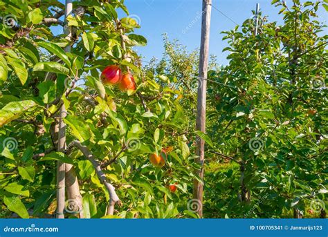 Fruit Trees In An Orchard In Sunlight In Autumn Stock Image Image Of