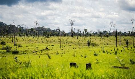 Cerrado Perdeu Quase Milh Es De Hectares De Vegeta O Nativa Entre