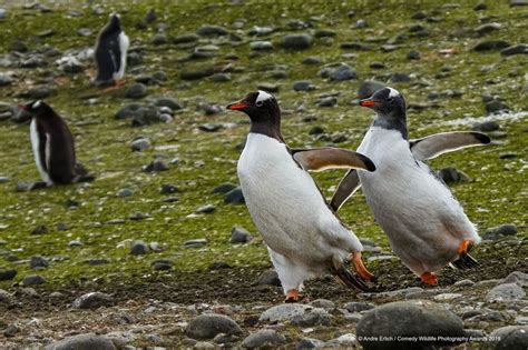 Top Des Images Les Plus Dr Les Des Animaux Sauvages