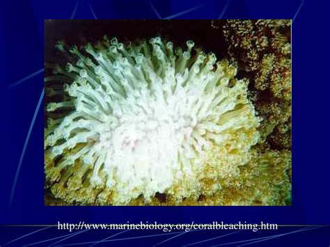 PPT - Symbiosis between Zooxanthellae & Corals PowerPoint Presentation ...