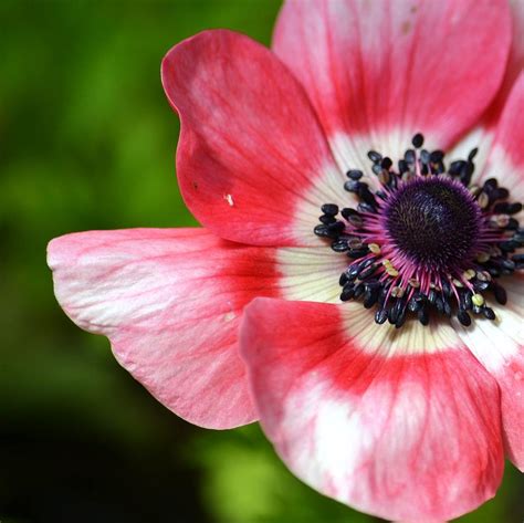 Anemone Flower Pink Flowers Lover