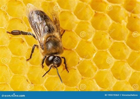 Big Drone Bee Male Honey Bee Stock Image Image Of Apiary Drone