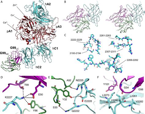 Frontiers Structure Of Blood Coagulation Factor VIII In Complex With