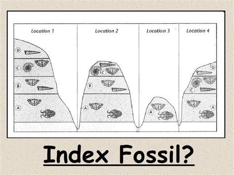 Index fossil diagram Diagram | Quizlet