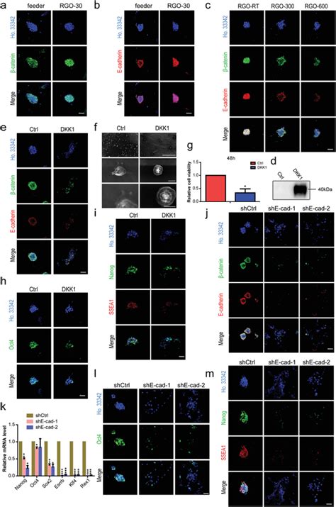 Rgo Substrates Activate β‐catenine‐cadherin Expression In Maintaining Download Scientific