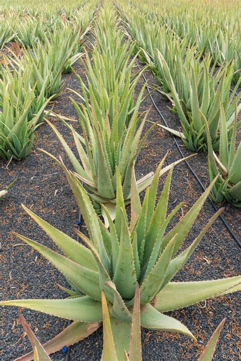 Aloe Vera Plantation On The Canary Island Of Lanzarote Stock Image