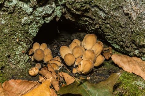 Mica Cap Coprinellus Micaceus Stock Photo Image Of Brown