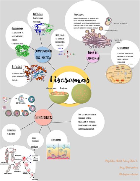 Mapa Mental lisosomas Primarios es una vesÌcula que brota del aparato