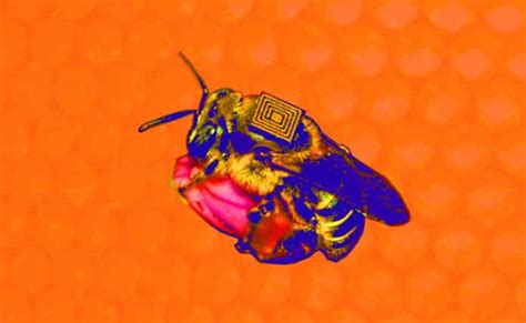 How Iot Can Save The Bees