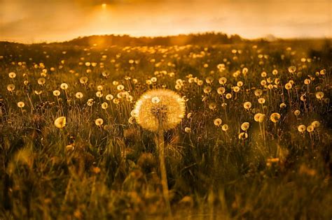 Dandelion Field Wallpaper