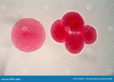 Egg Cells Under The Microscope. Stock Image - Image: 57194365