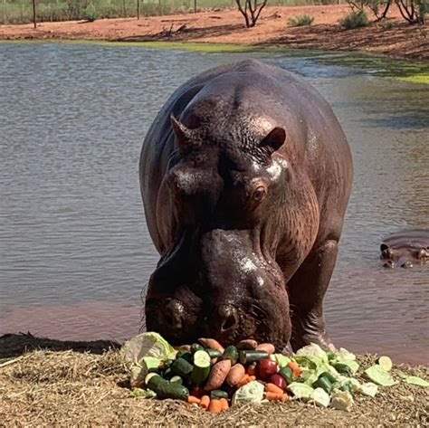 GALLERY: How Merkel became retirement home to 2 hippos