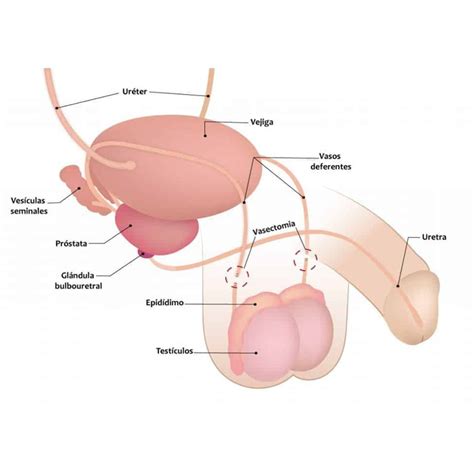 Urologo Toluca Urologo Santana Urologos Toluca Urologia Toluca