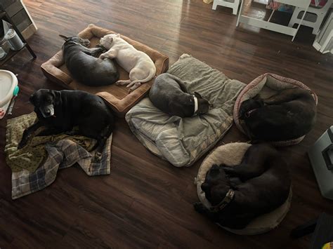 elk creek animal hospital 7