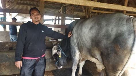 Sapi Jumbo Milik Peternak Bandung Barat Yang Dibeli Jokowi Segera