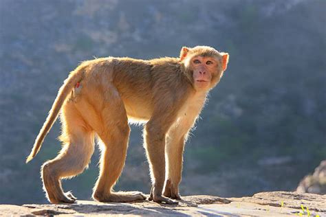 Rhesus Monkey Stock Photos, Pictures & Royalty-Free Images - iStock