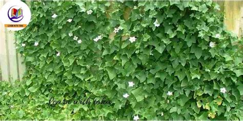 Ivy Gourd 9 Amazing Health Benefits Of Ivy Gourd Coccinia Grandis