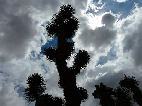 Joshua Tree Josua Palmlilie Kostenloses Foto Auf Pixabay Pixabay