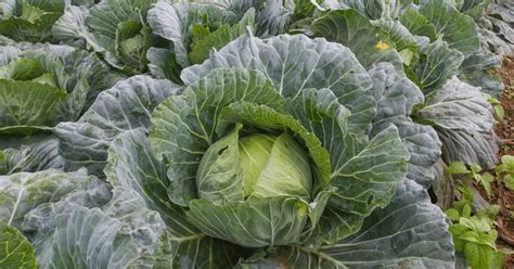 Optimizing Your Cabbage Crop Tips For Proper Spacing Self Gardener