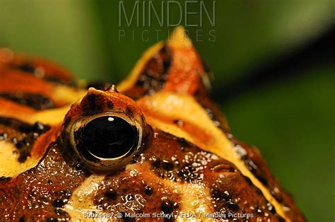 Ornate Horned Frog Stock Photo Minden Pictures