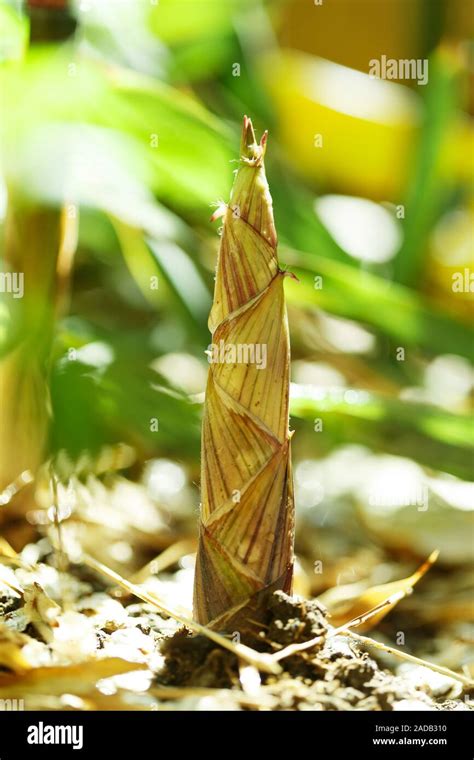 The bamboo shoots Stock Photo - Alamy