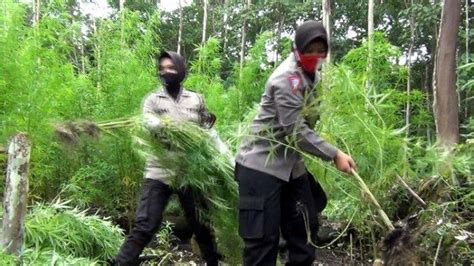 Turun Gunung Seusai Musnahkan Ladang Ganja Enam Polisi Dapati