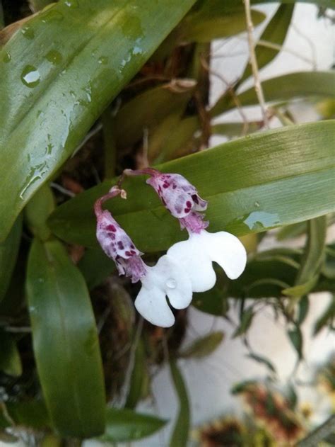 Two White And Pink Flowers With Water Droplets On Them