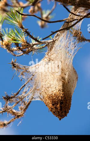 Les Nids De La Chenille Processionnaire Du Pin Thaumetopoea Pityocampa