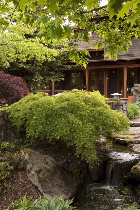 Waterfall Japanese Maple | Japanese garden design, Japanese maple ...