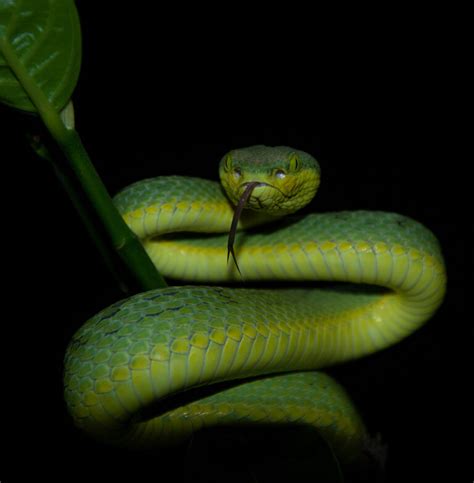 Snakes of India: 7 Fascinating Facts on Diversity and Conservation