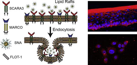 Epidermal Sr A Complexes Are Lipid Raft Based And Promote Nucleic Acid