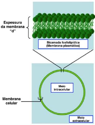 Questão A integridade da membrana plasmática é vital para que as