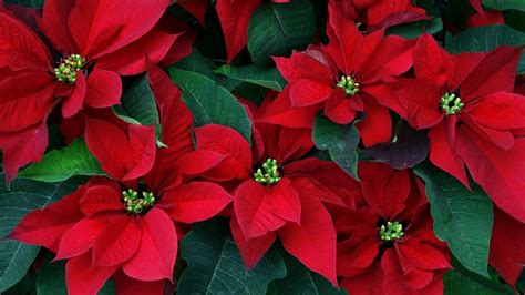 Poinsettia Wallpapers - Wallpaper Cave