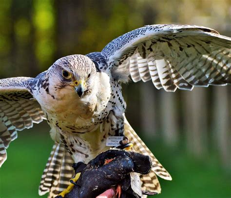 What Do You Need to Start Falconry - Falconry Advice
