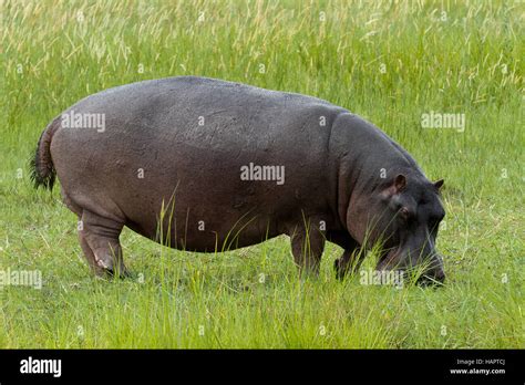 Hippo feeding hi-res stock photography and images - Alamy